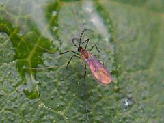 Gall Midge